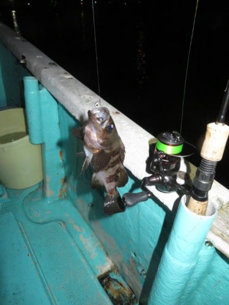 ２度目のボートメバル！