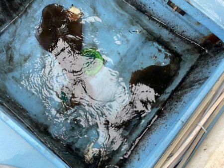 マイボートで春アオリを