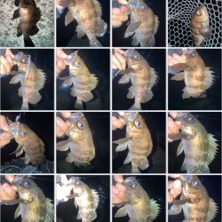 2022ライトゲーム第10戦