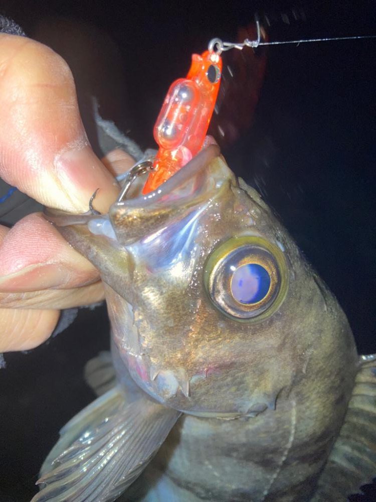 2022ライトゲーム第12戦