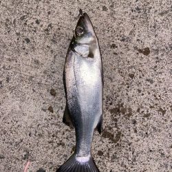 マイクロベイトパターン