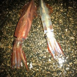 【今季最高記録！】満月×大潮×越前