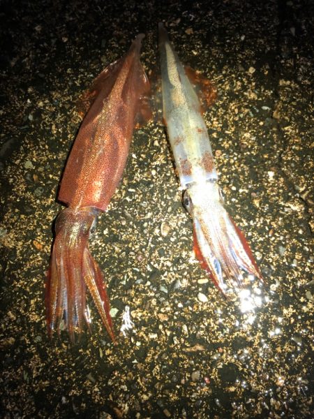 【今季最高記録！】満月×大潮×越前