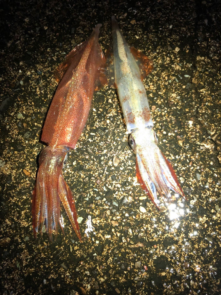 【今季最高記録！】満月×大潮×越前