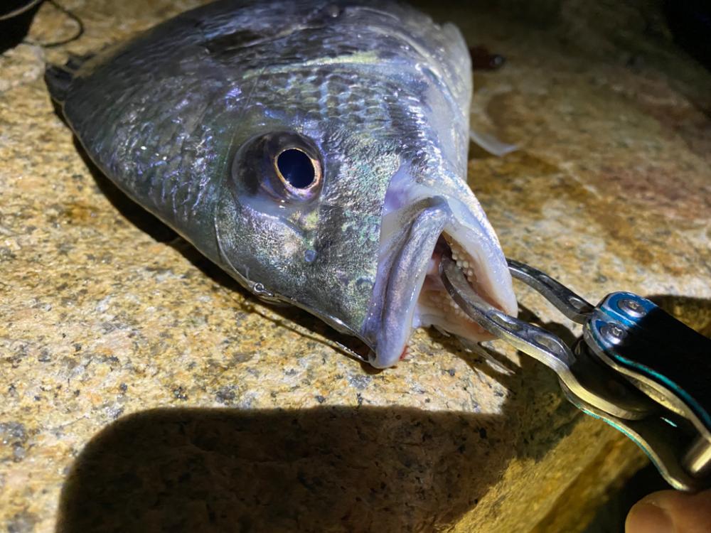 淀川ブリームゲーム