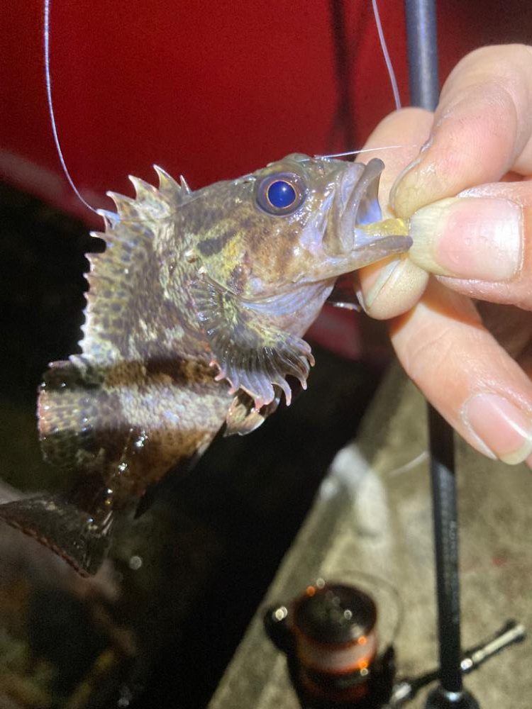 めっちゃ久しぶりメバル