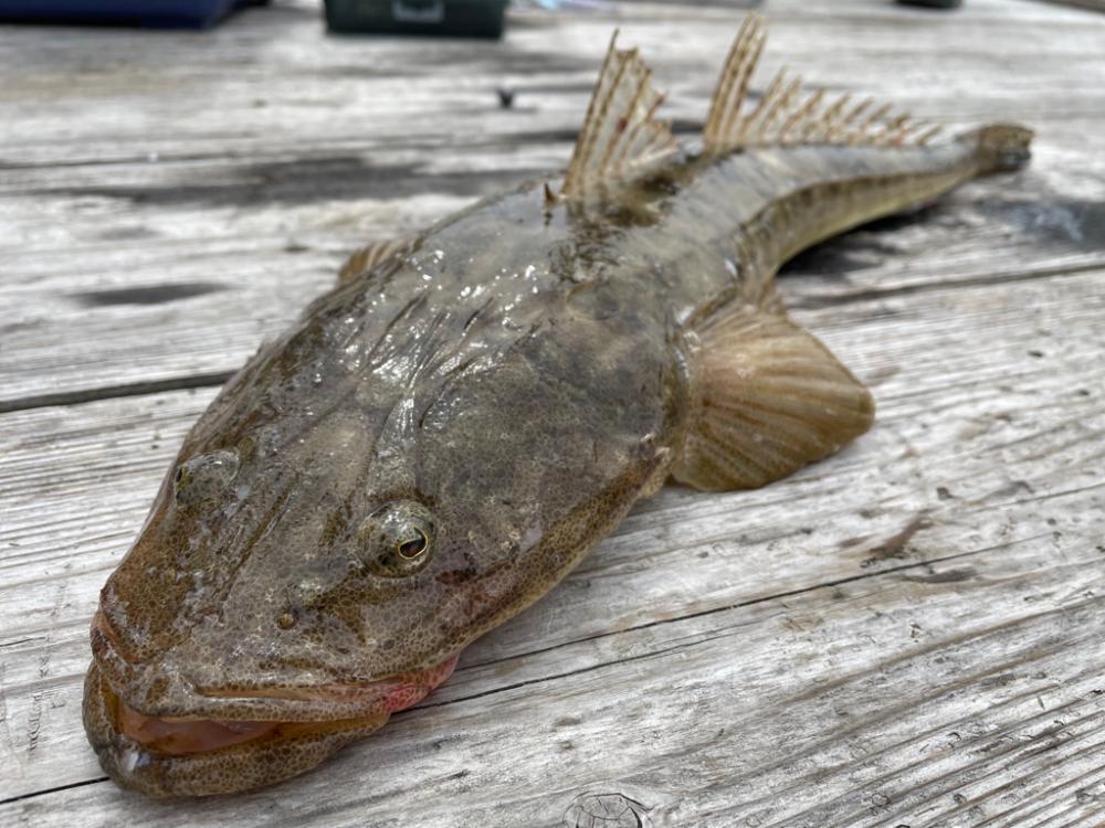 春のアオリイカにようやく出会えた!