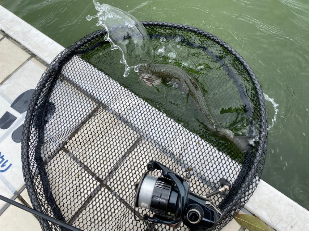 かめプーはドッカン放流日