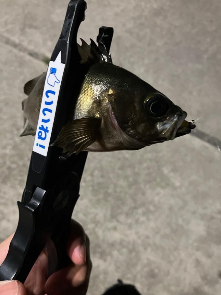 久々の入れ食いメバリング