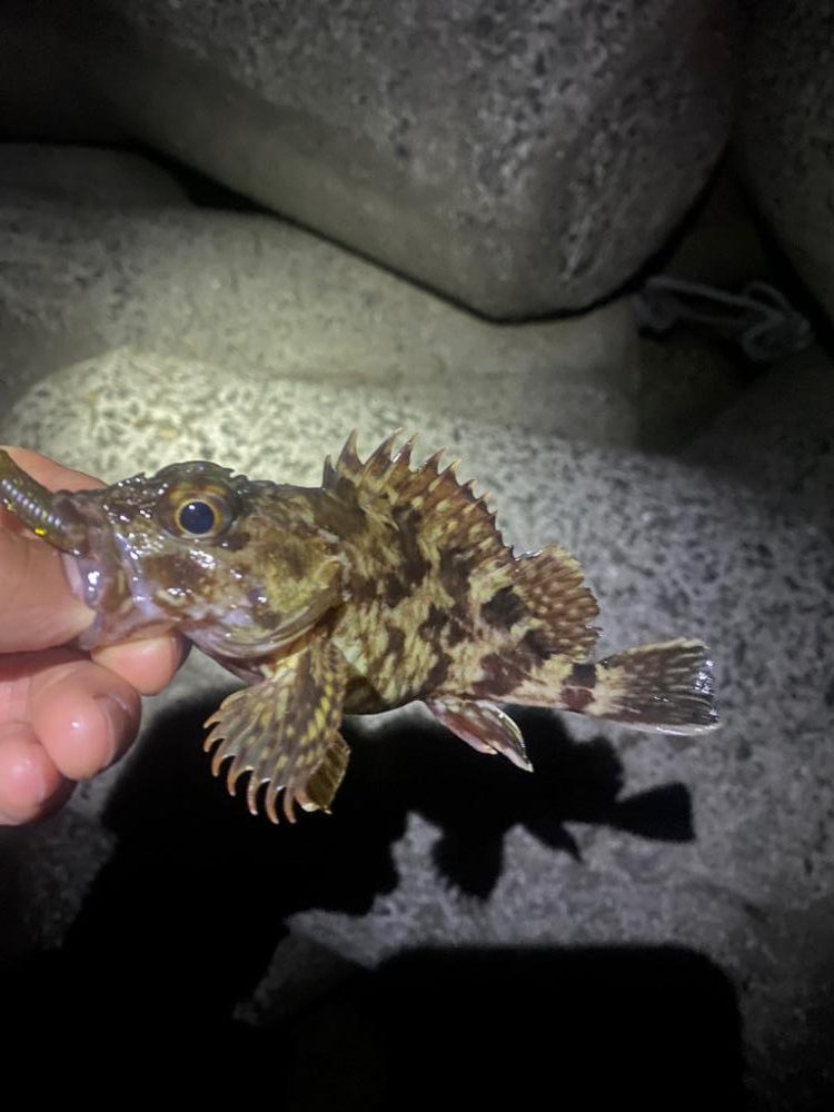 ナイトヒラメ＋ナイトガシラ