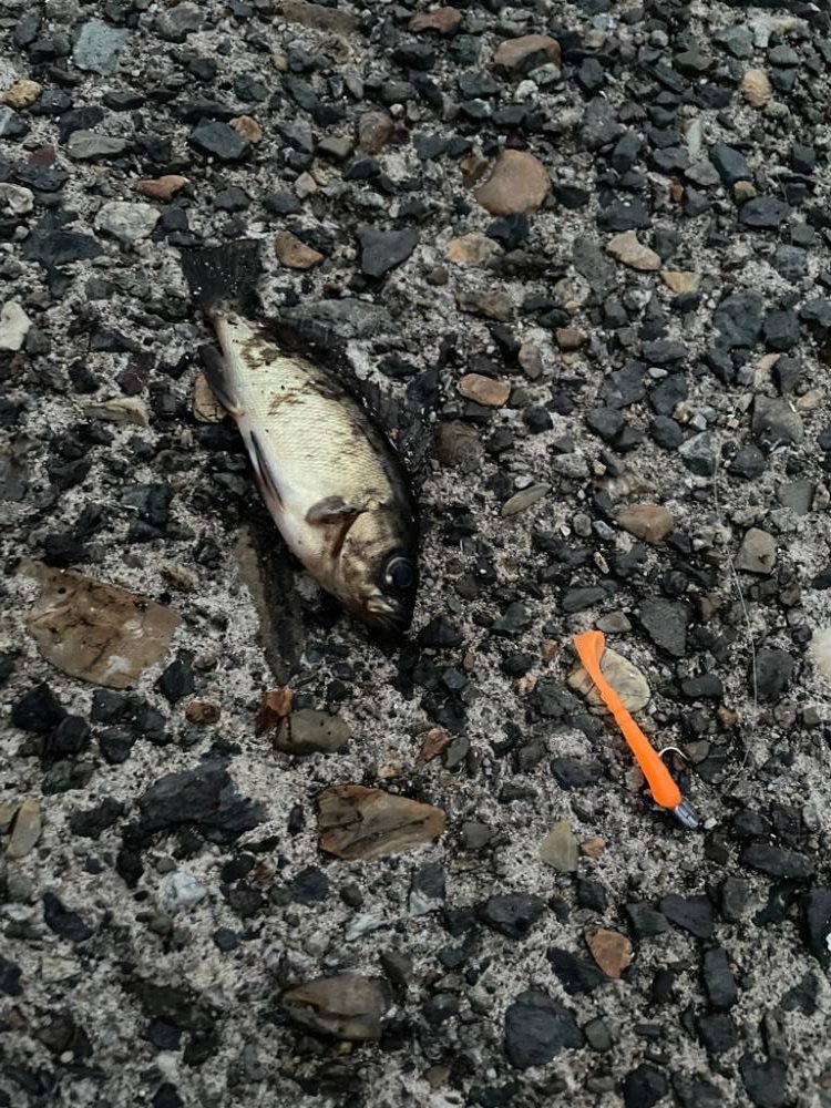 イワシパターン豆アジング