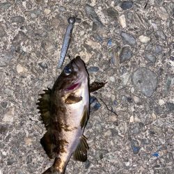 小メバルライズ