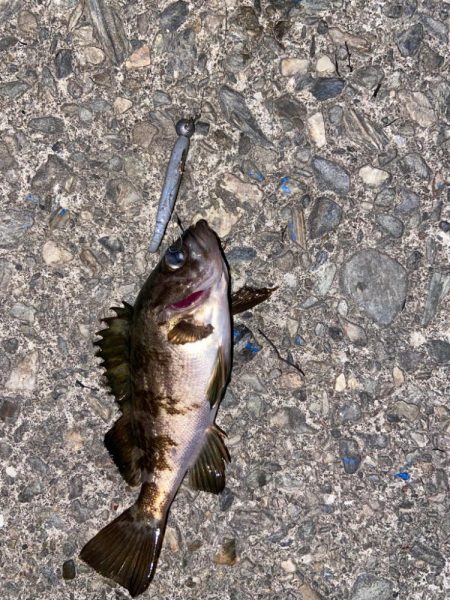 小メバルライズ