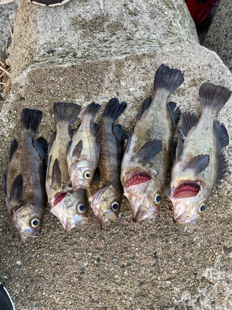 【メバリング】フロートメバリング