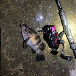 漁港で数釣りメバリング