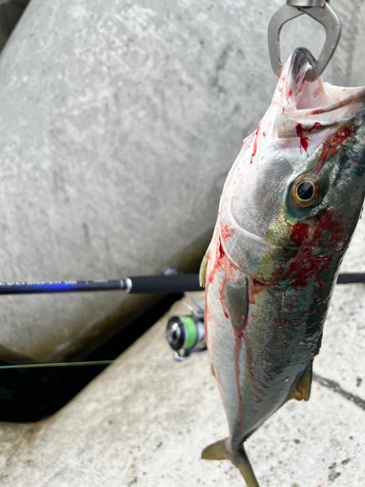 メジロ51センチ！