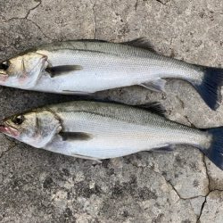 クロダイとシーバス