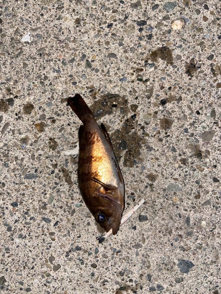 満月でも数釣り