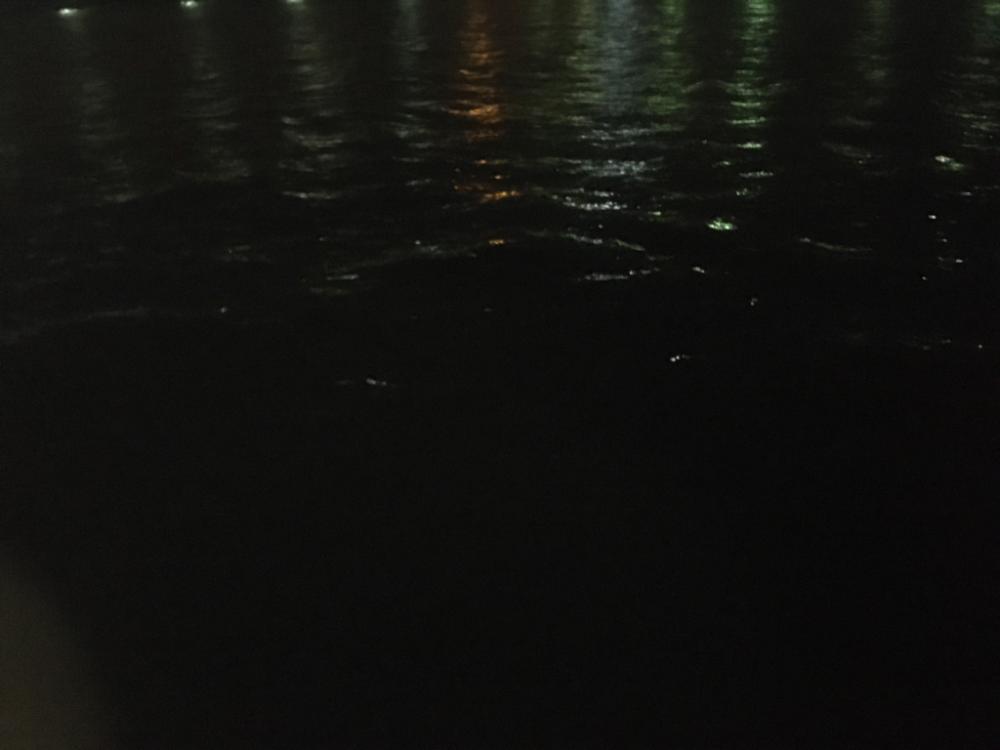 新年度からチヌ