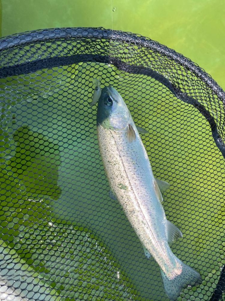 昼からかめプー