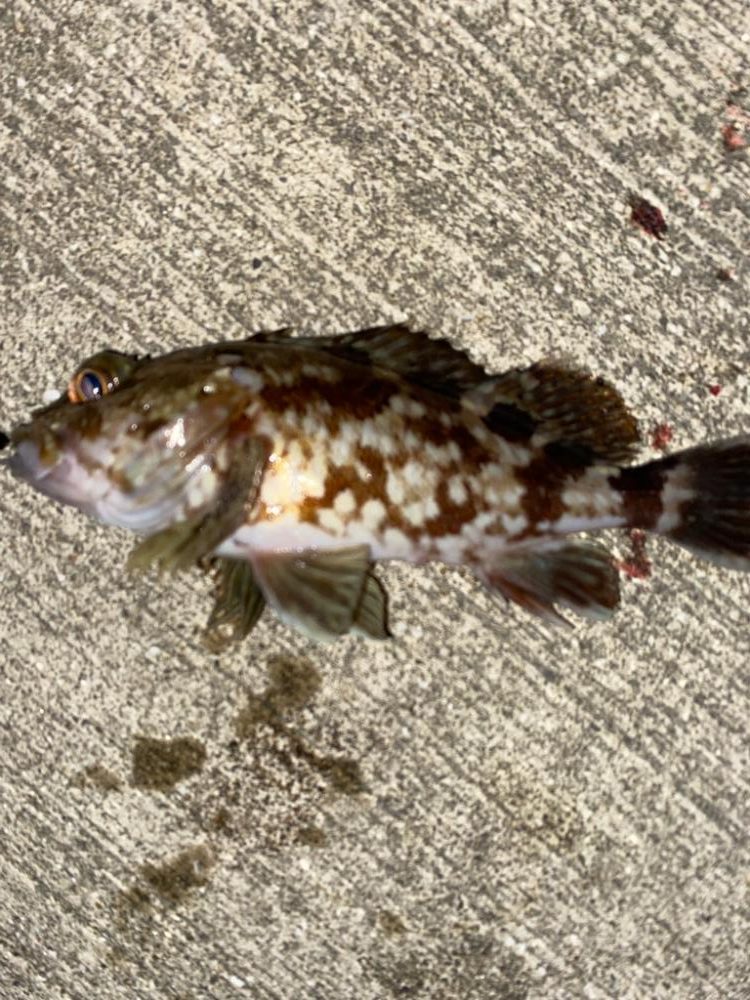 メバルちらほら