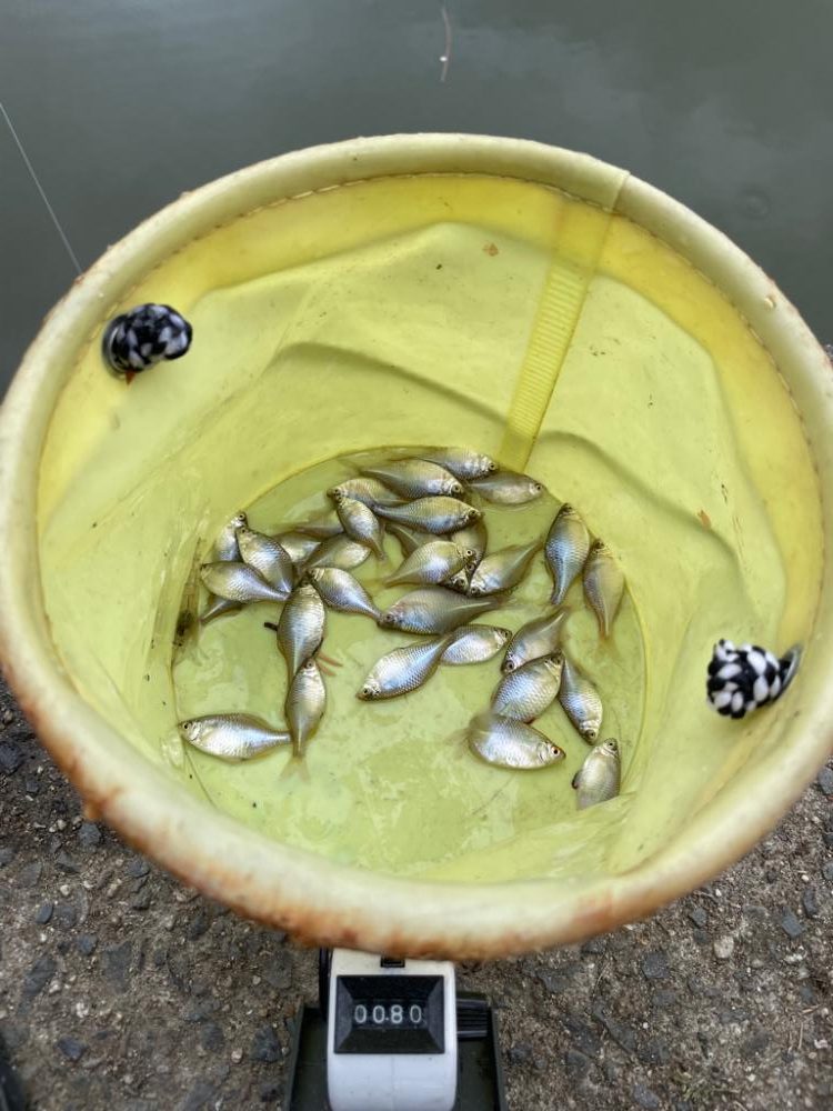 雨が降るタナゴ釣り