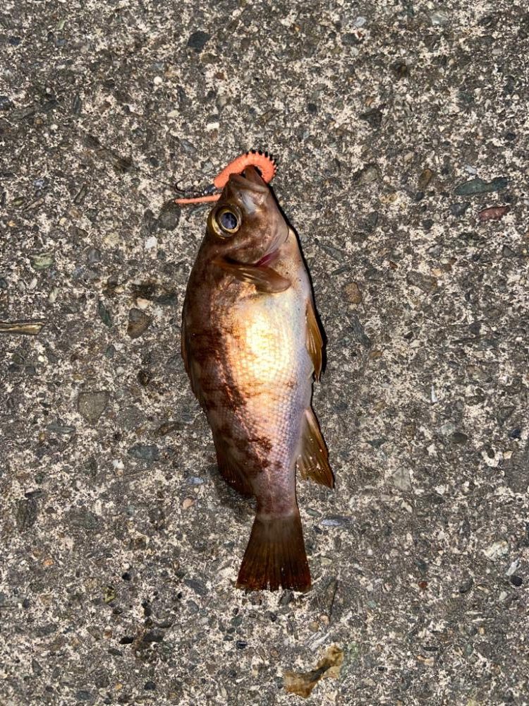 ジグ単メバリング