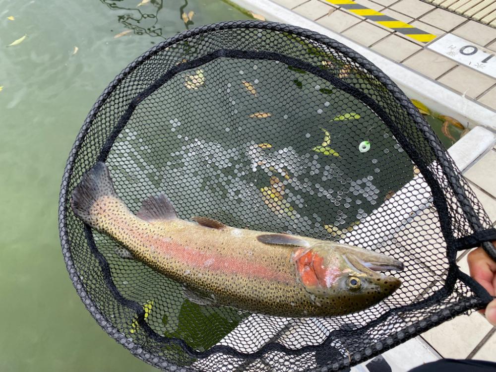 京都亀岡市　かめプー　最高