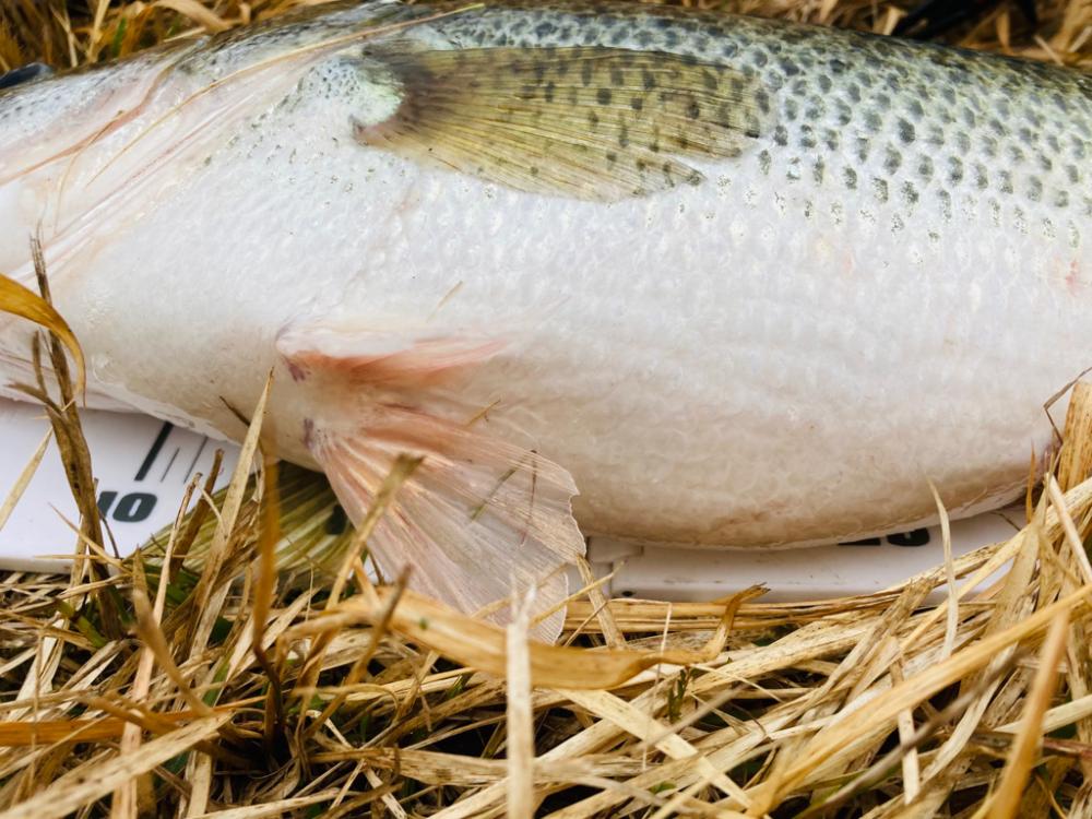 初バスは50up！！