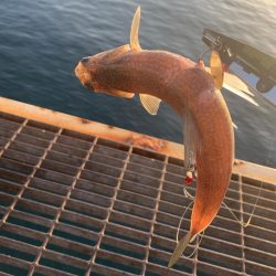 やっぱりガシラ