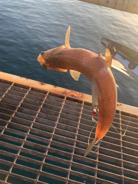 やっぱりガシラ