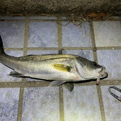 メバルに混じり