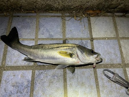 メバルに混じり