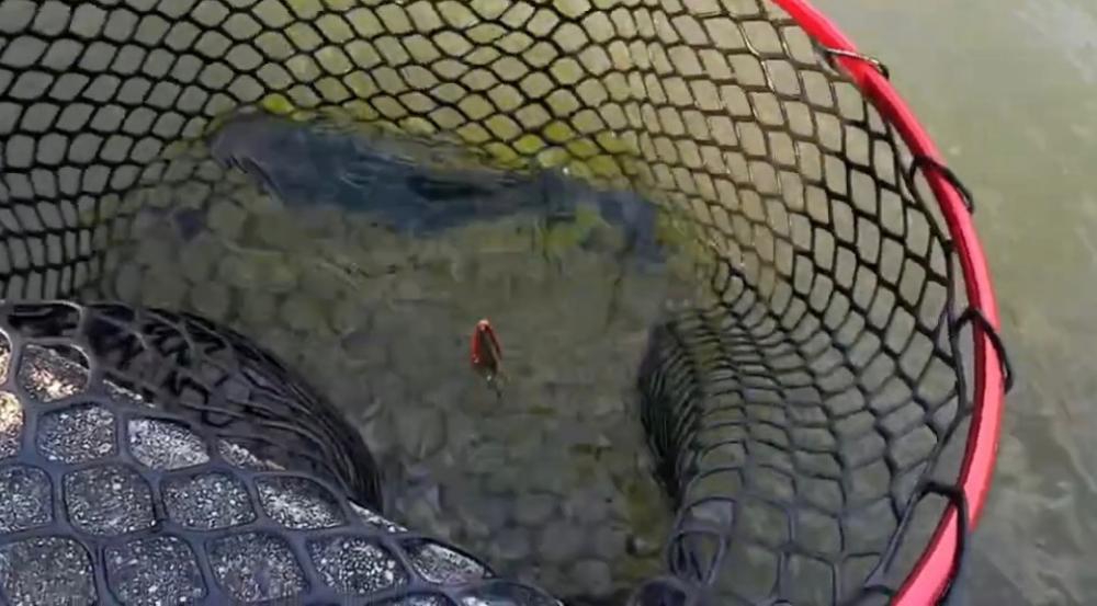 しごおわ癒しのトラウト