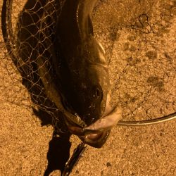 離島メバリング