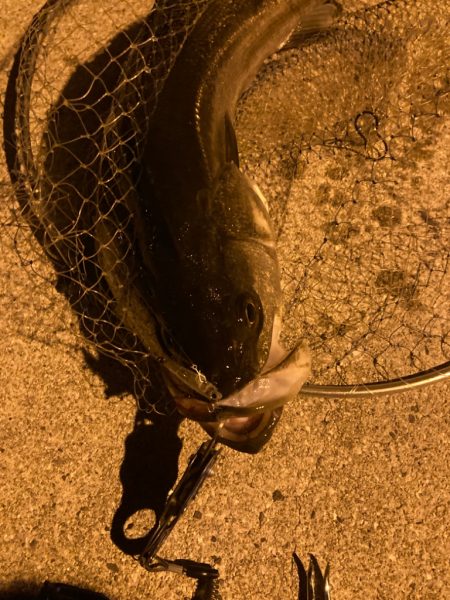 離島メバリング