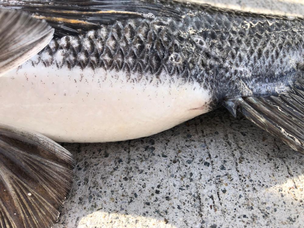 寒の戻りでエビ撒き