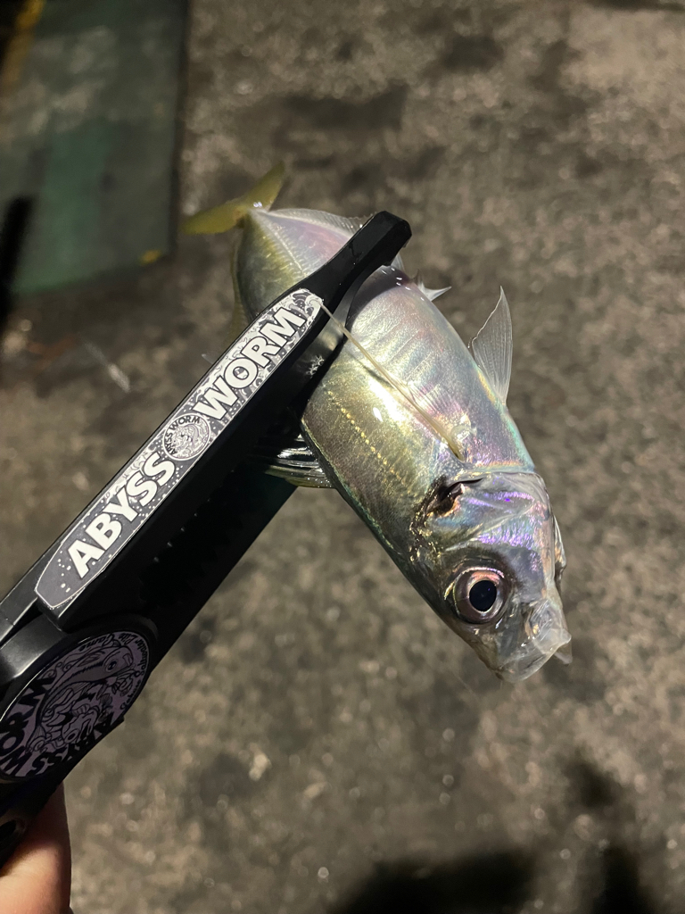 イカが釣れなかったから…