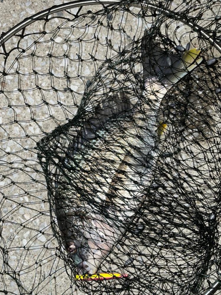 バチ抜けでチヌ3連発