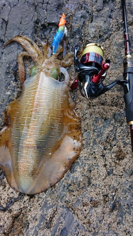 対馬エギング釣果……36