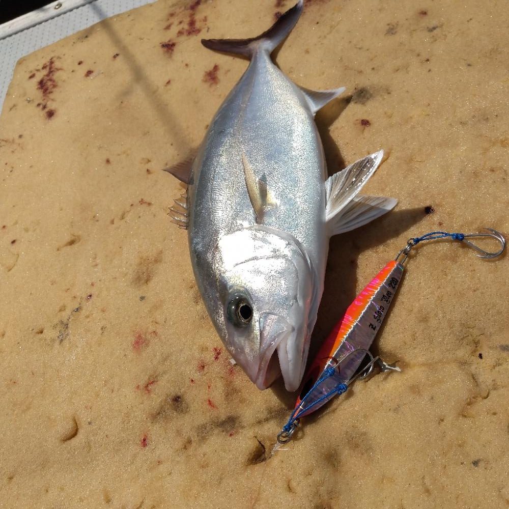山口県見島沖のジギング
