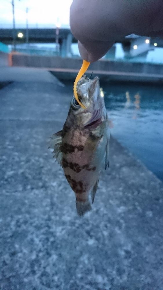 前日の釣果情報をみて・・・