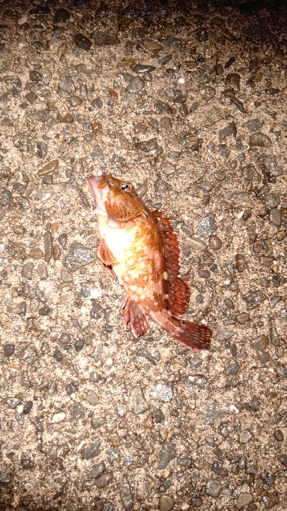 淡路でメバリング