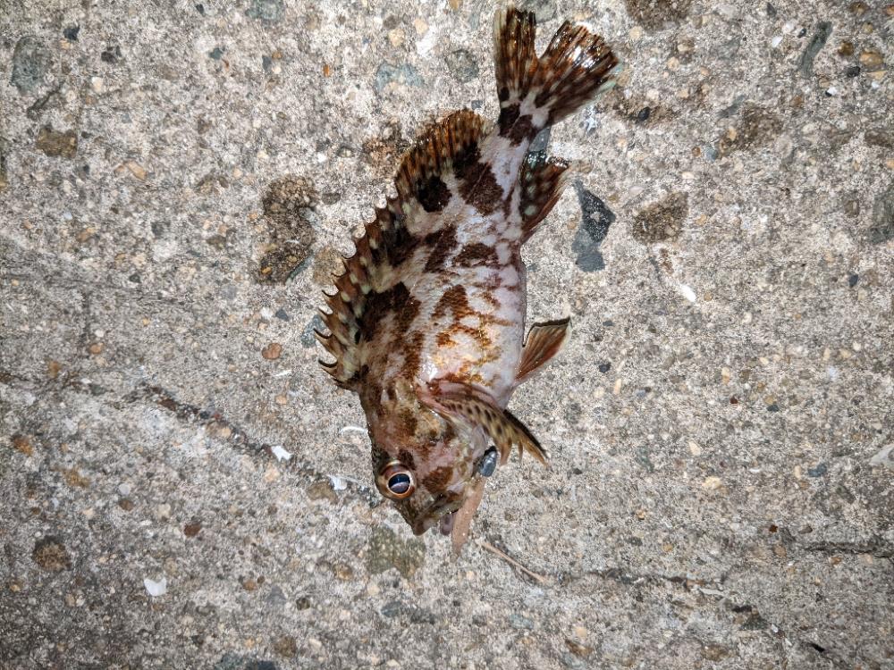 ちびっ子まつり