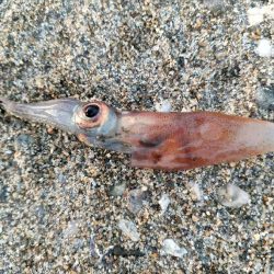 イカでカレイを釣る