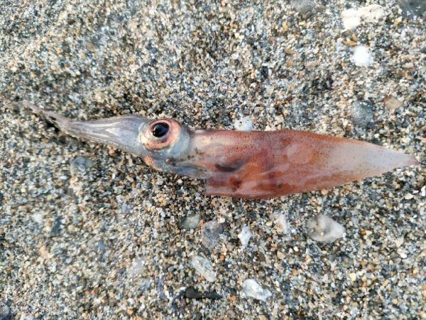 イカでカレイを釣る