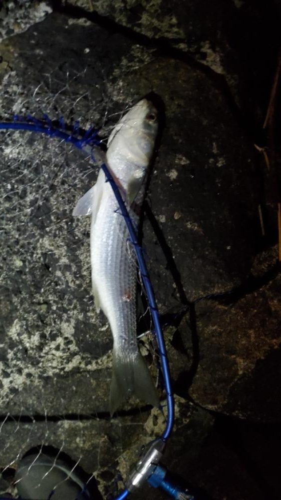 チニング　ワーム３インチ