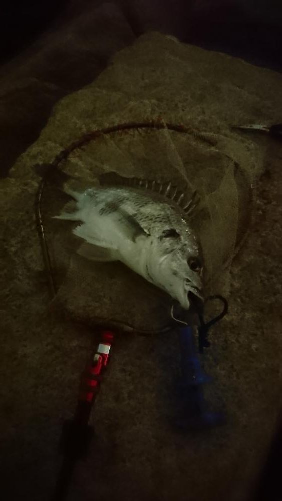 今日も安定の釣果