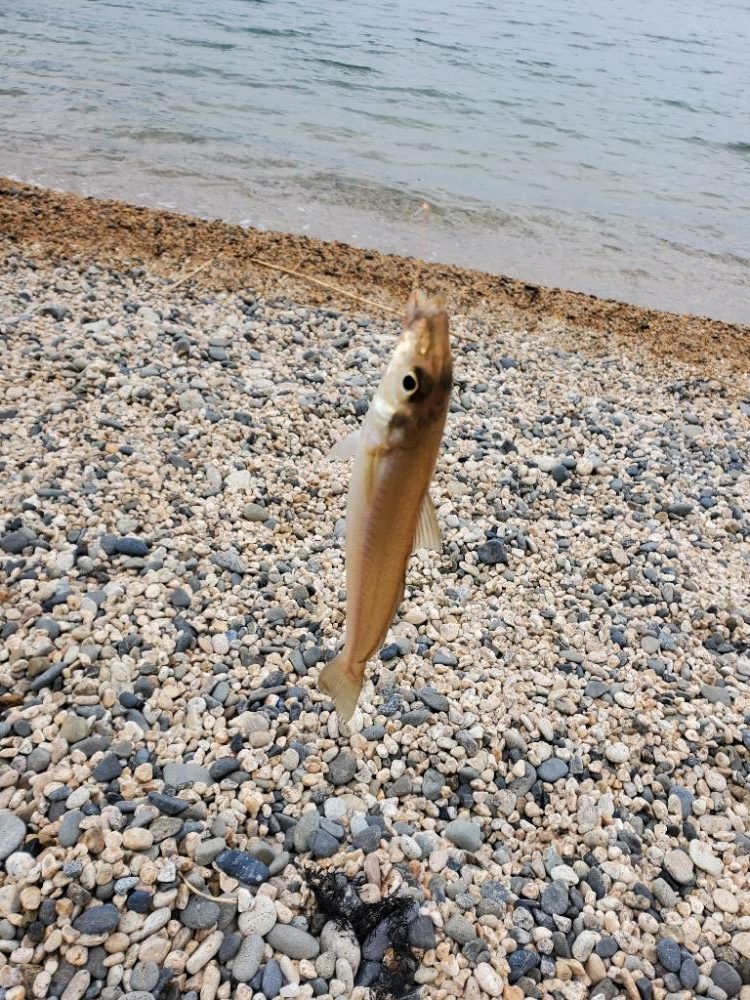 敦賀半島へ越冬キス狙いでの釣行