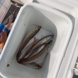 再びキス釣りへ